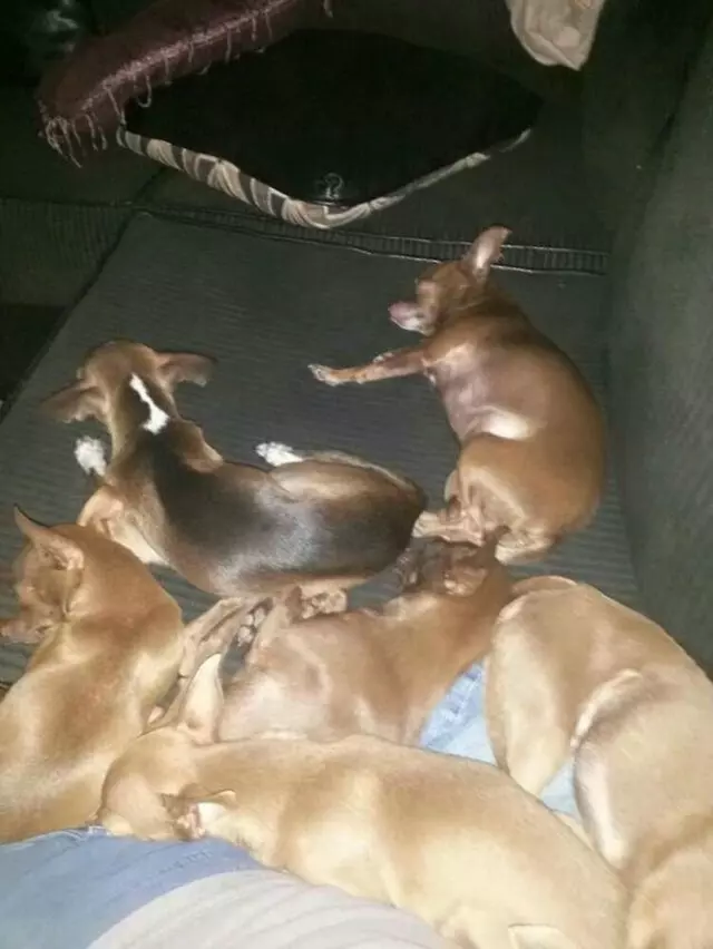 Alicia’s All N One Animal Care