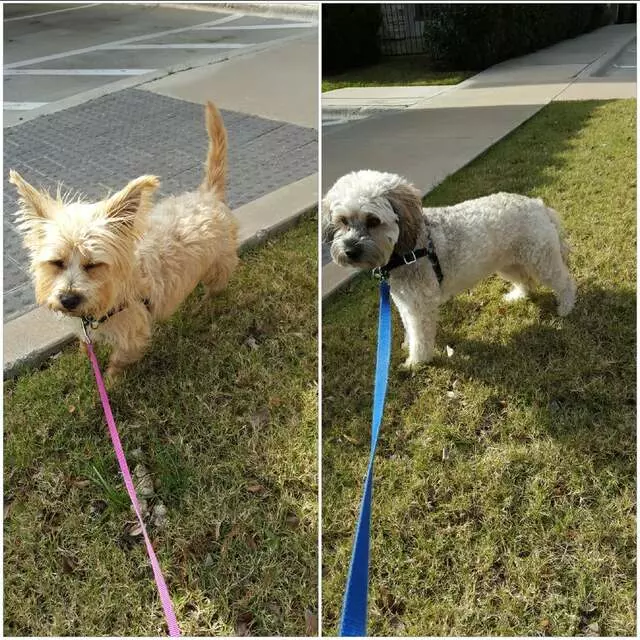 Alma’s Pet Walking Service
