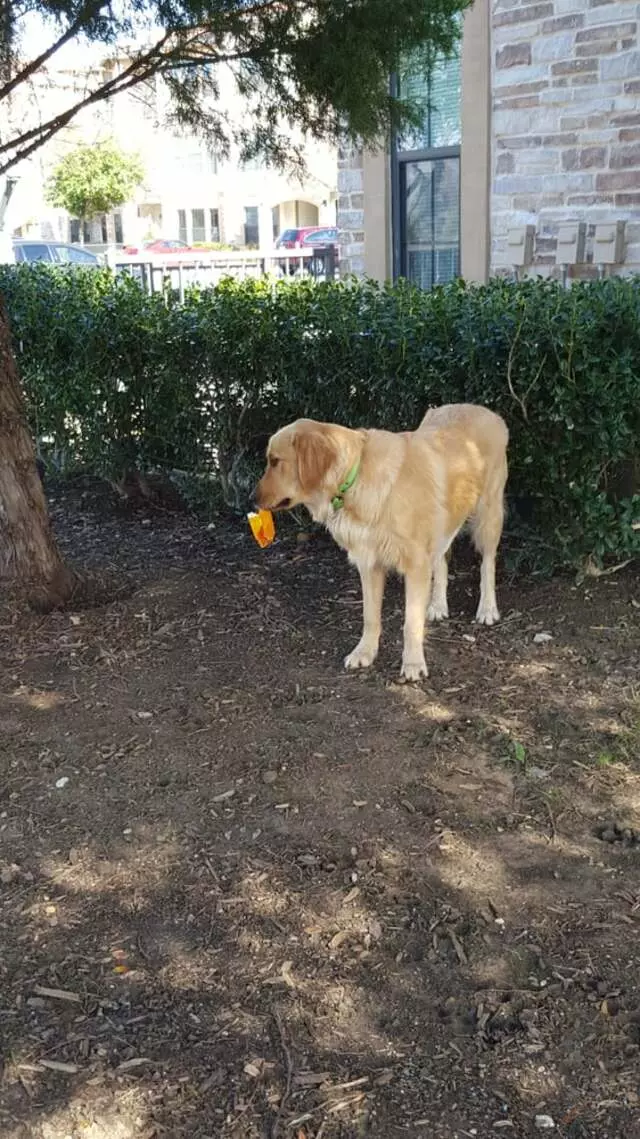 Alma’s Pet Walking Service