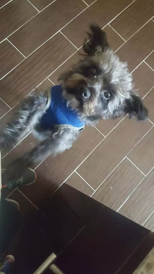 Alma’s Pet Walking Service