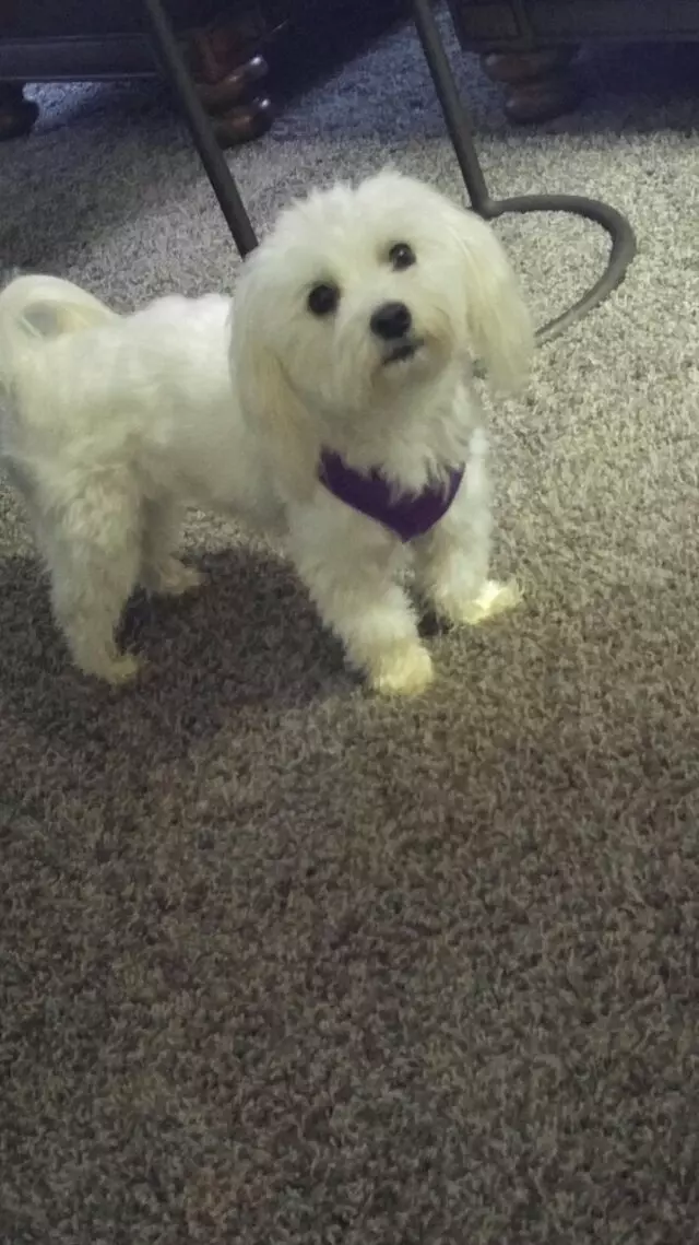 Alma’s Pet Walking Service