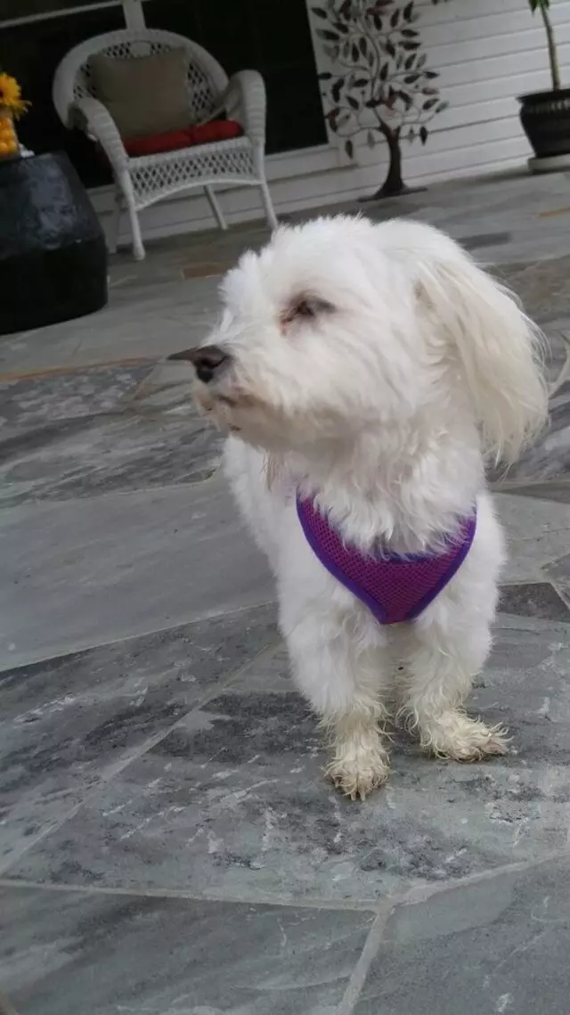 Alma’s Pet Walking Service