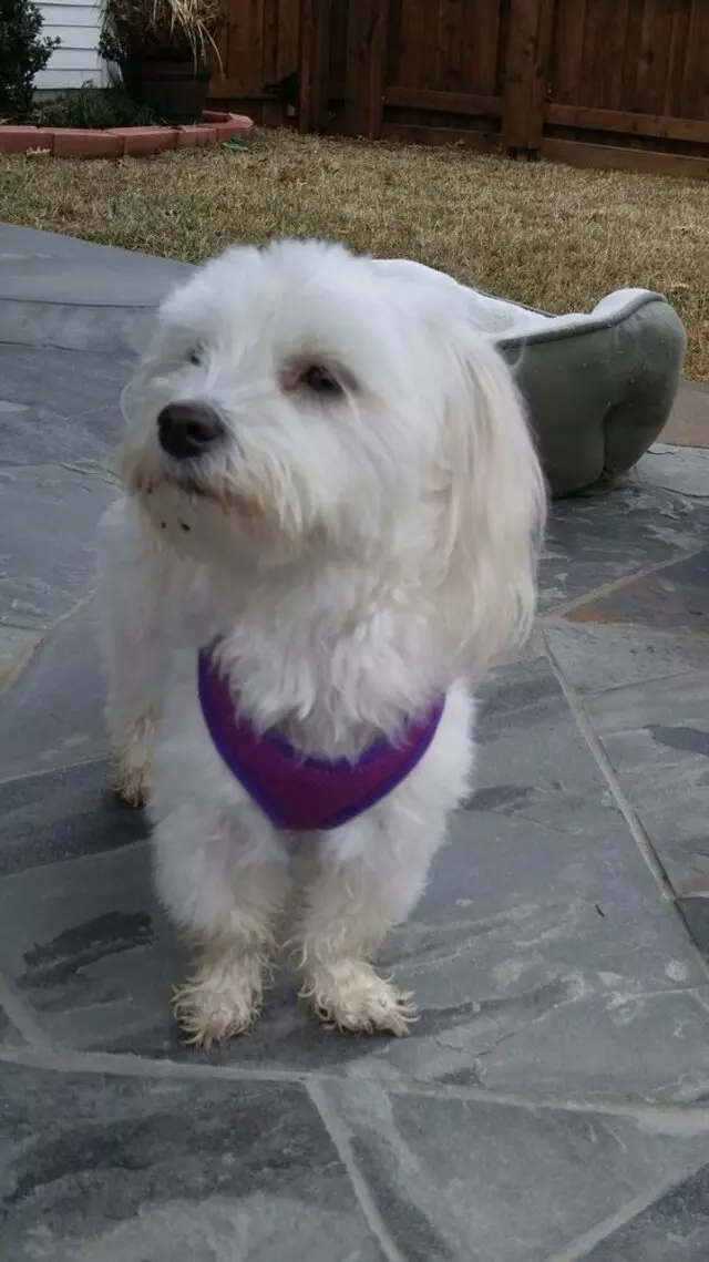 Alma’s Pet Walking Service