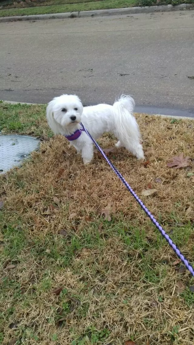 Alma’s Pet Walking Service