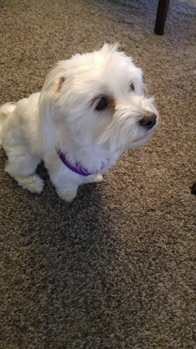 Alma’s Pet Walking Service