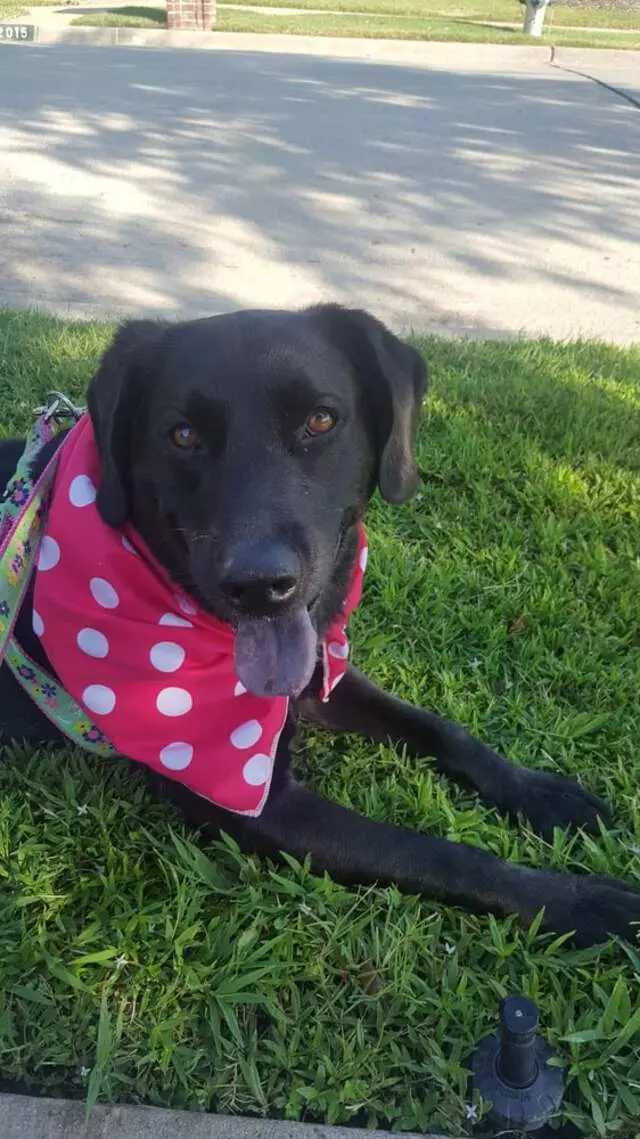 Alma’s Pet Walking Service