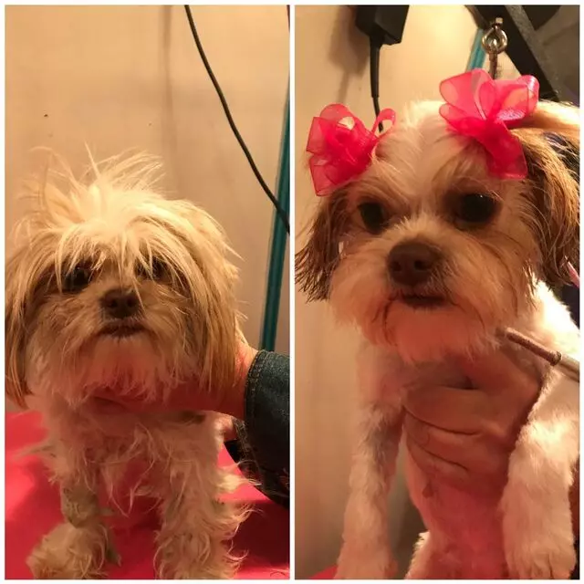 A Gentle Touch Mobile Pet Grooming